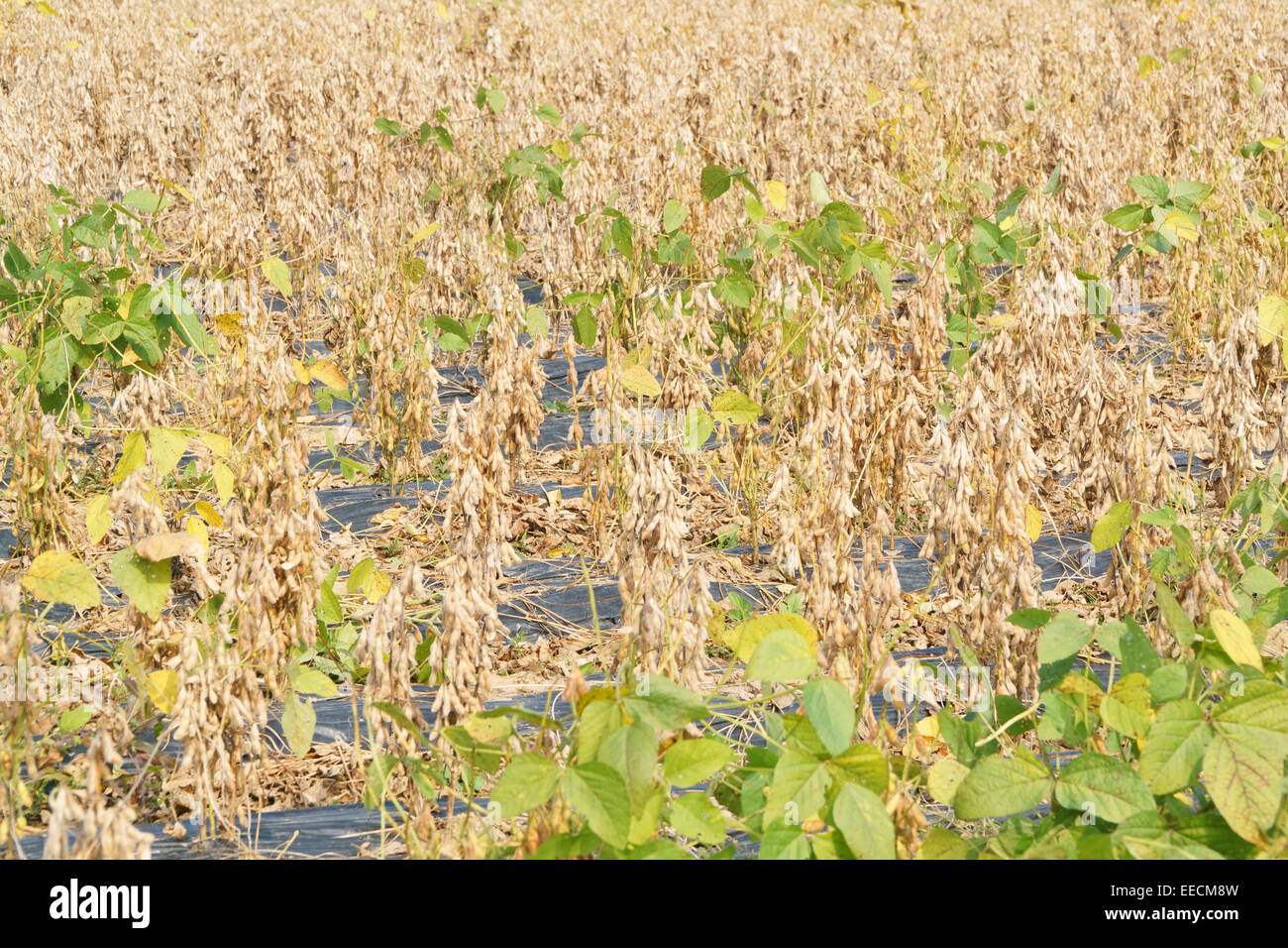 Plein de gros plan soybeens mûrir dans un champ agricole Banque D'Images