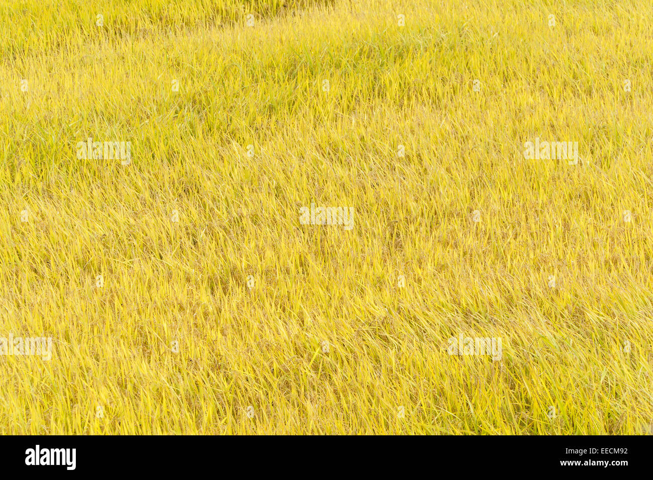 Vue d'une pleine maturité paddy riz doré à l'automne Banque D'Images