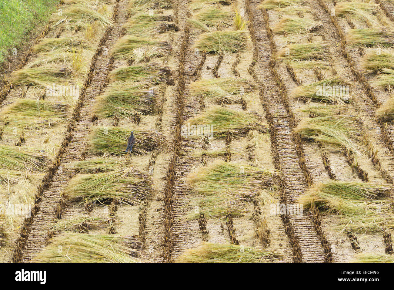 Les pailles des plants de riz dans un champ après la récolte Banque D'Images