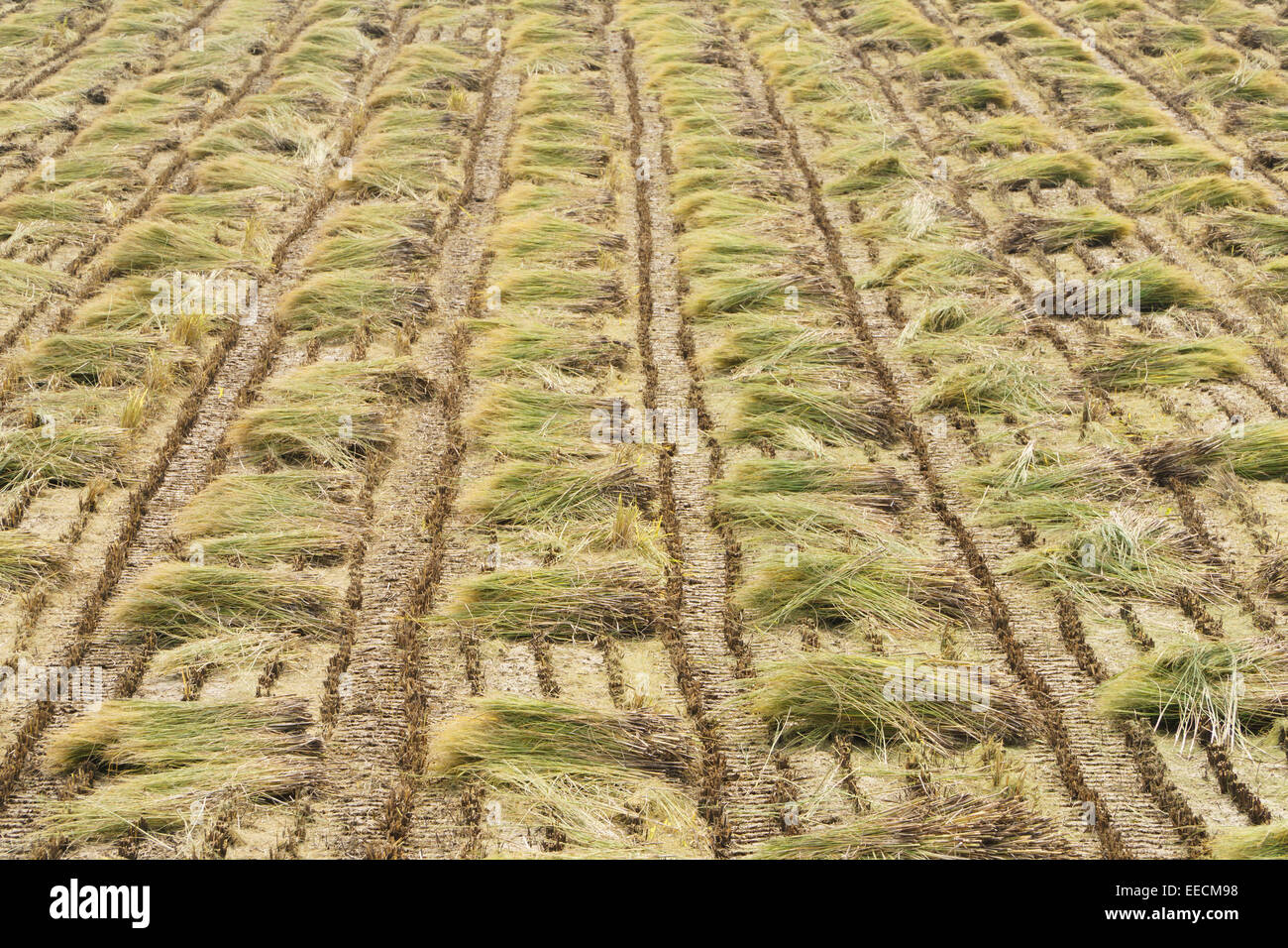 Les pailles des plants de riz dans un champ après la récolte Banque D'Images