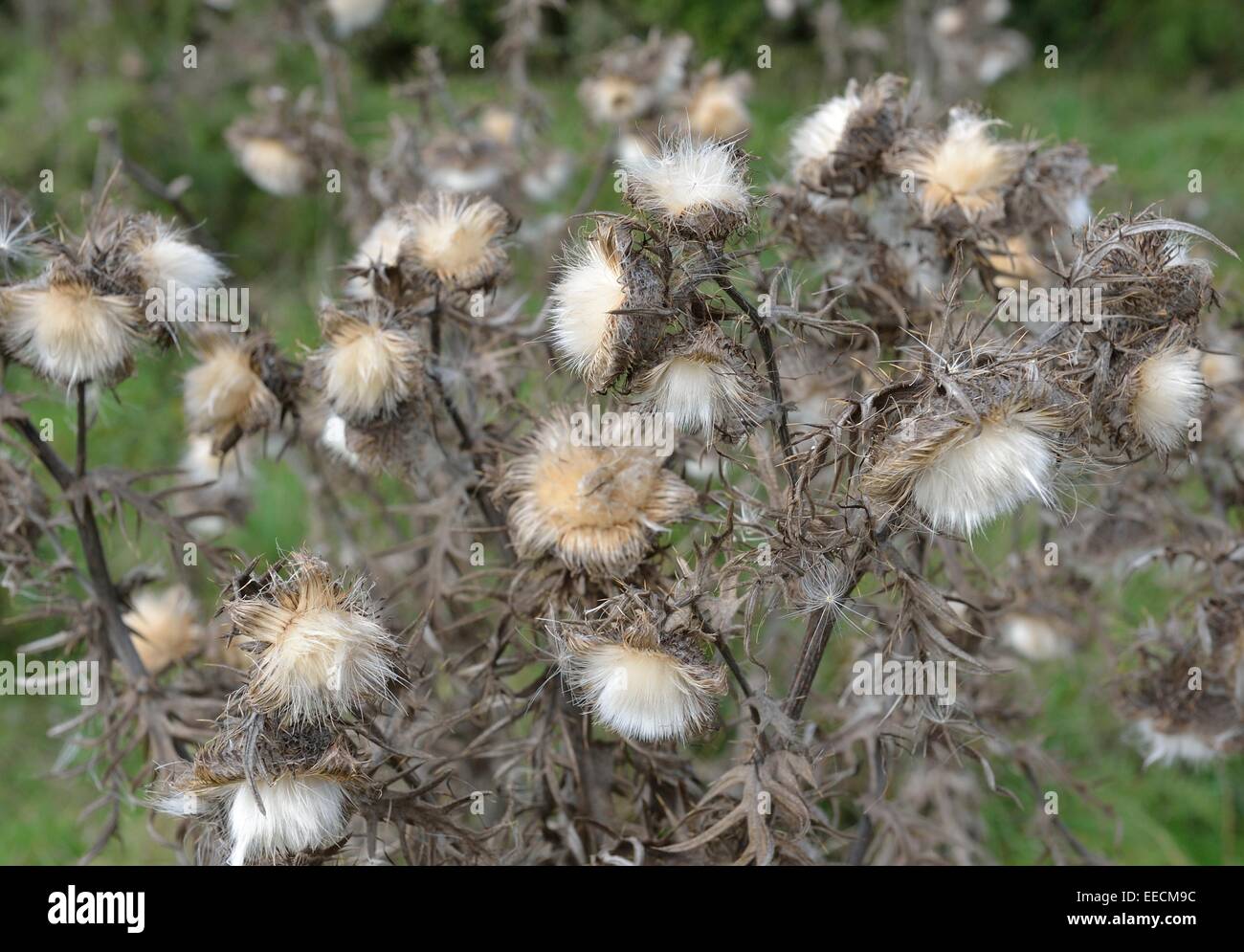 Graines de chardon automne Wiltshire England UK Banque D'Images