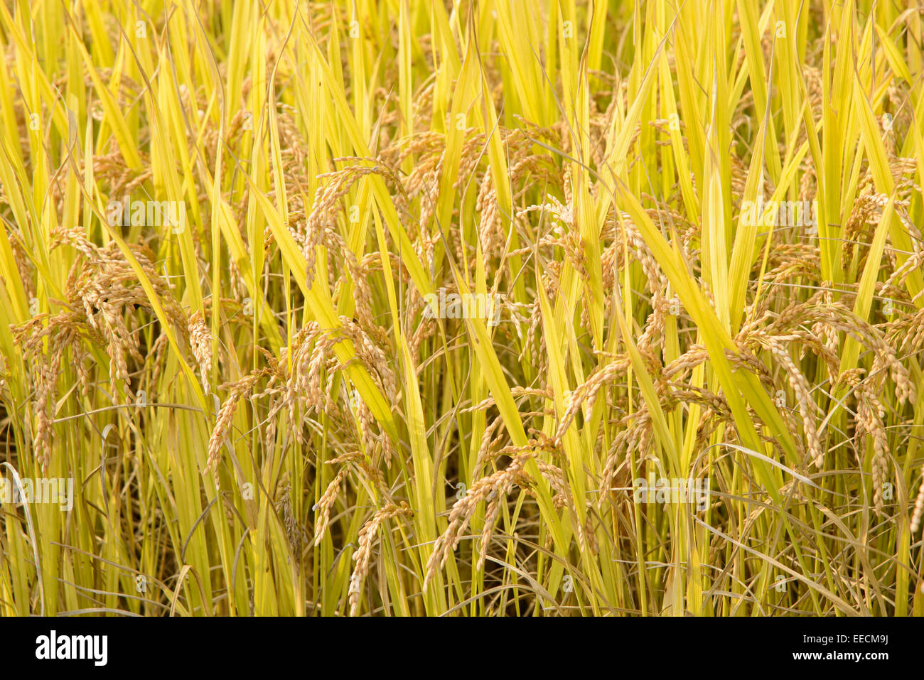 Gros plan du riz complet mûrissent en automne Banque D'Images