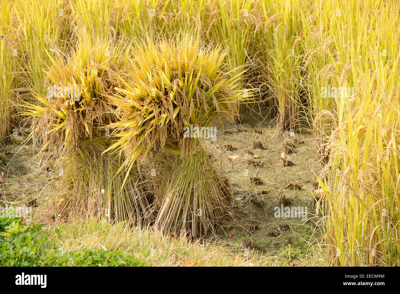 Plein de seaf mûrissent dans un riz paddy en automne Banque D'Images