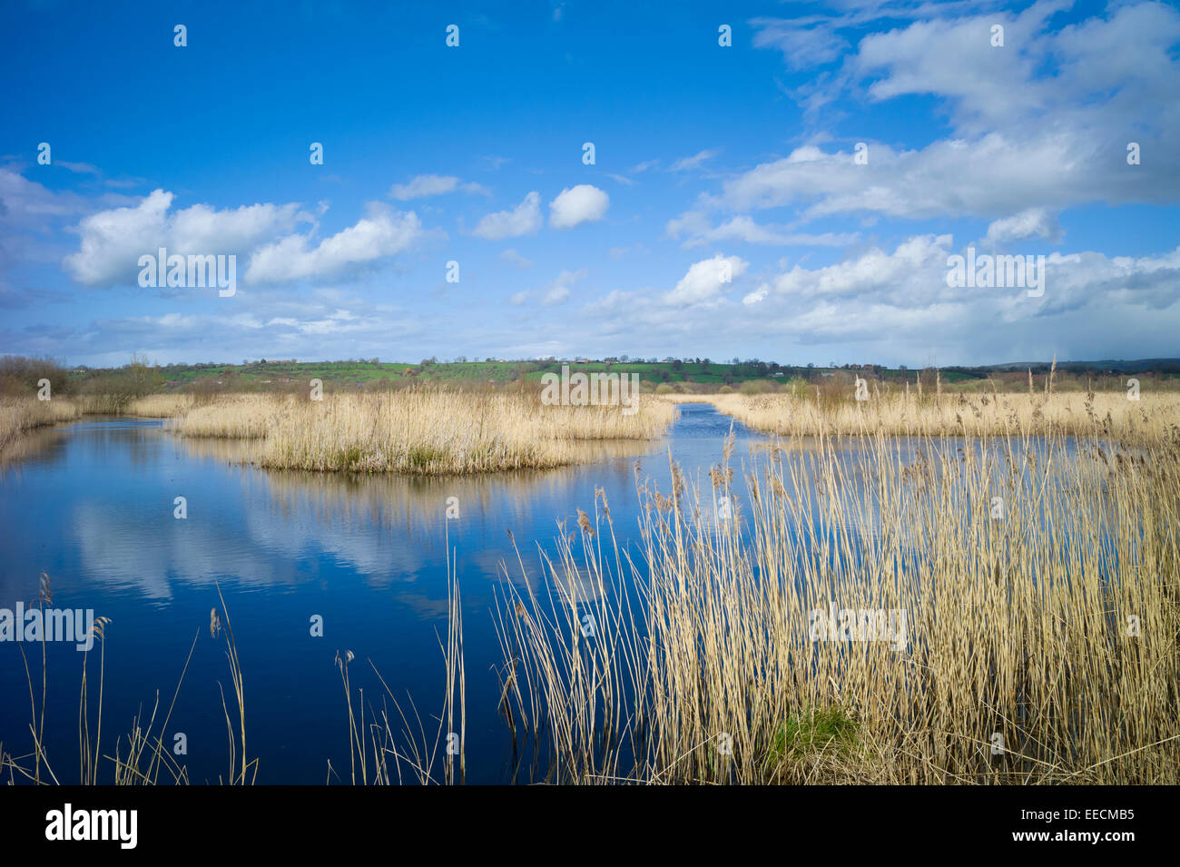 Les nuages gonflés comme reflet dans l'eau, roselière et les marais dans le Somerset Levels Réserve Naturelle dans le sud de l'Angleterre, Royaume-Uni Banque D'Images