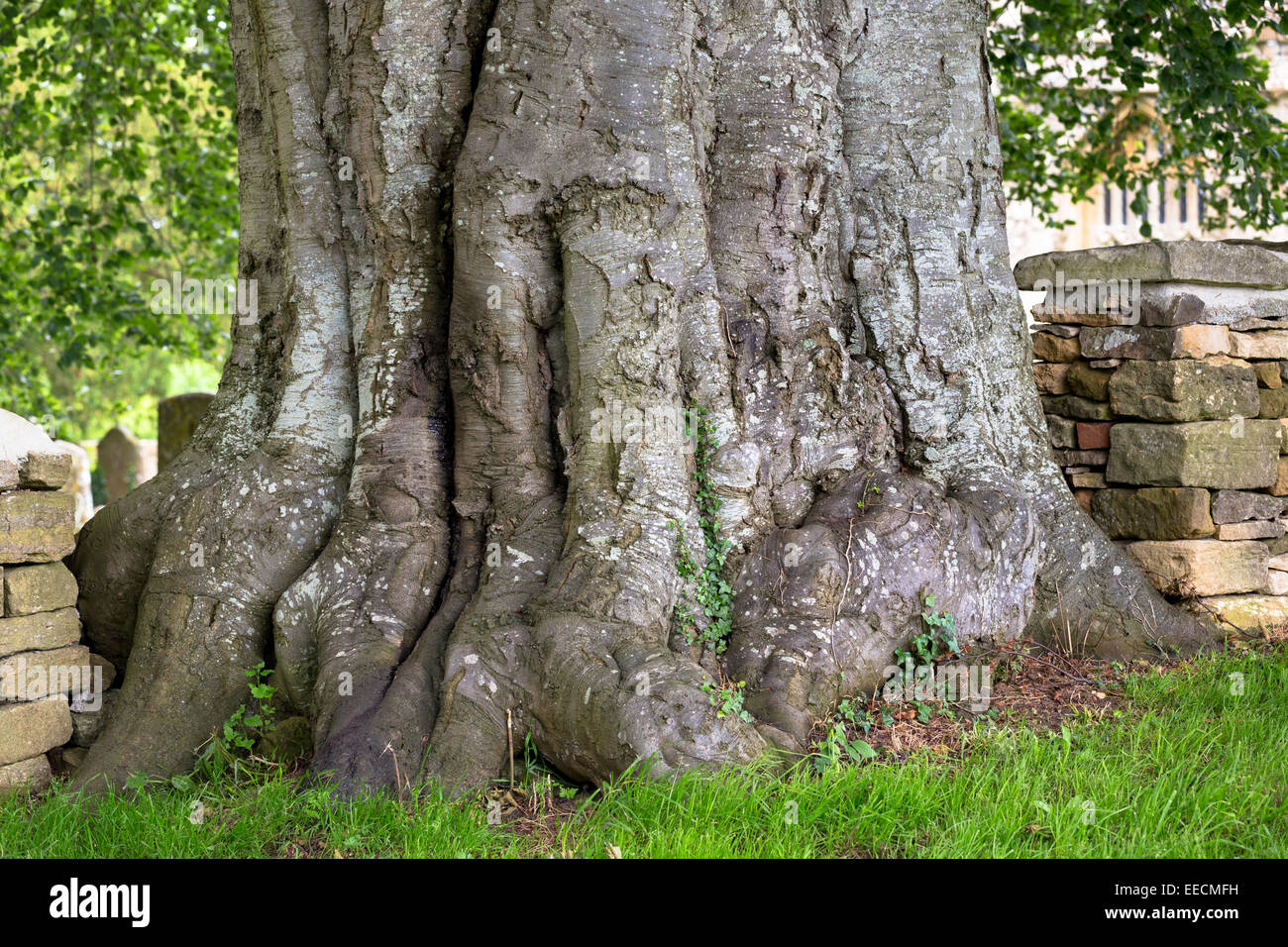 Tronc noueux de l'ancien arbre géant s'accroître par le mur en pierre sèche dans l'église à Minster Lovell, Oxfordshire, UK Banque D'Images