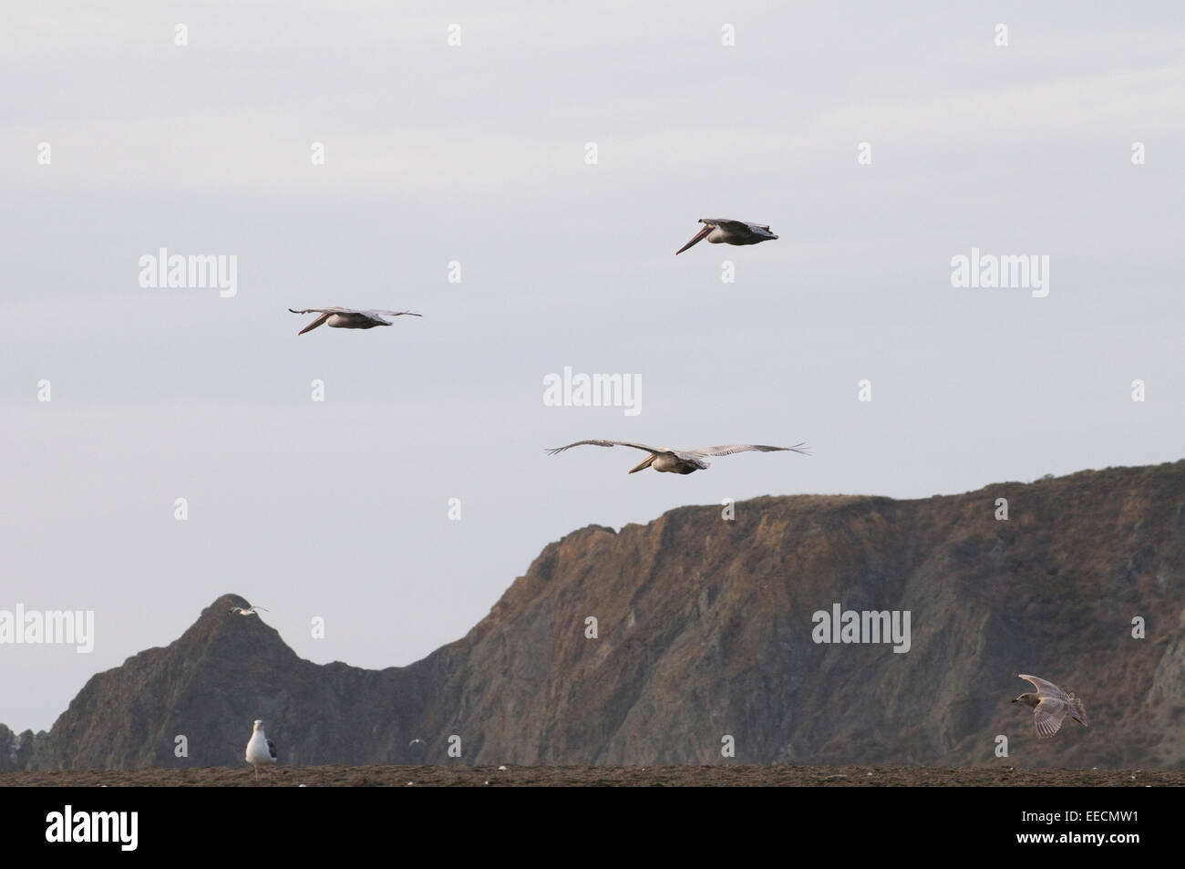 Le Pélican brun en vol au-dessus du Pacifique côte californienne USA Banque D'Images