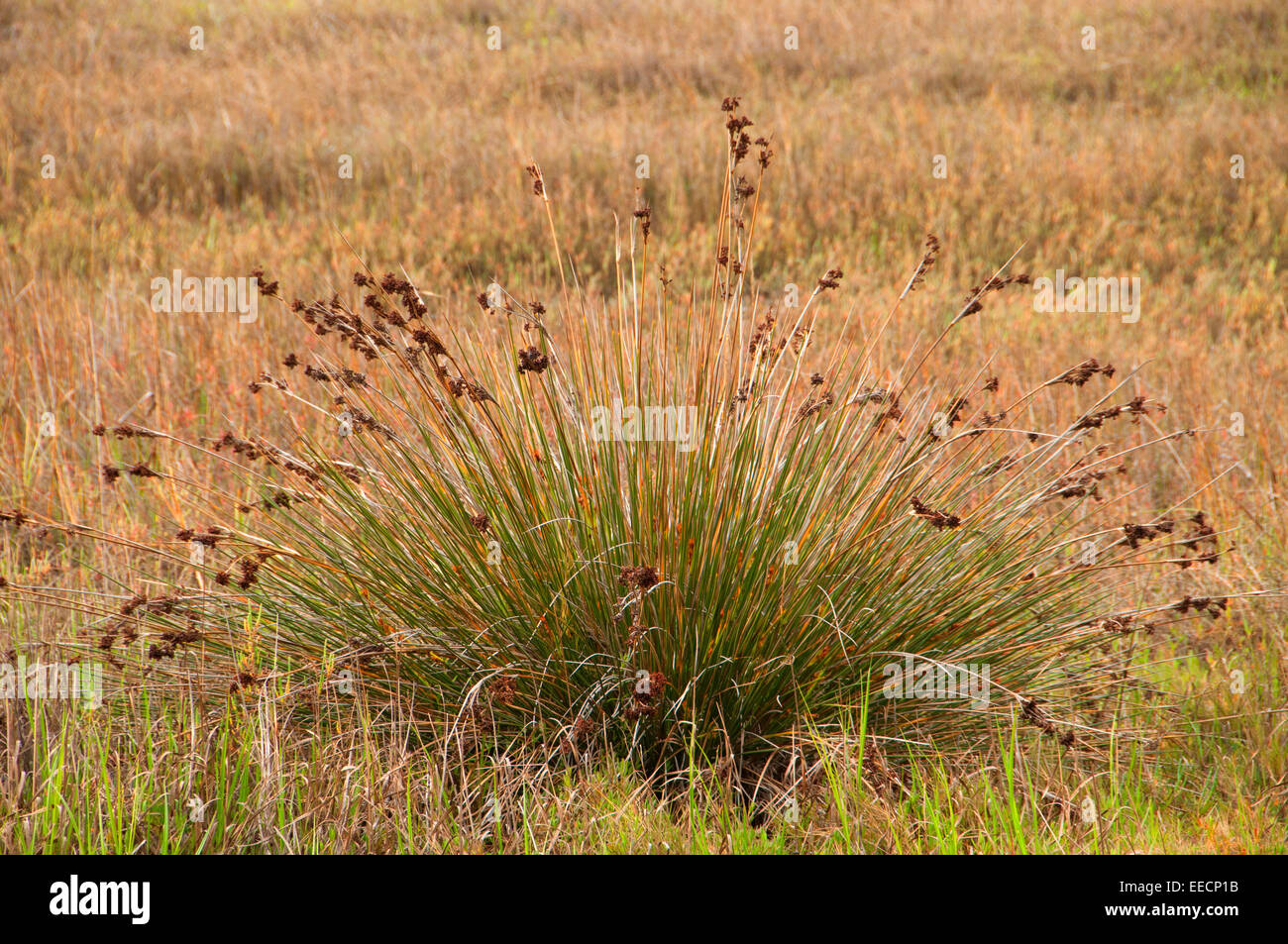 Tortue (Juncus acutus), Batiquitos Lagoon Réserve écologique, le comté de San Diego, Californie Banque D'Images