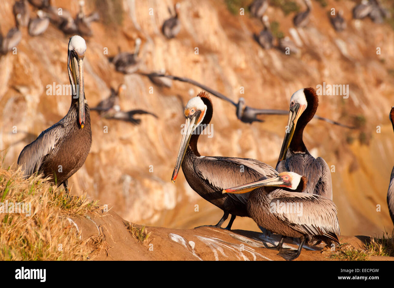 Le Pélican brun (Pelecanus occidentalis), Ellen Browning Scripps Parc Marin, La Jolla, Californie Banque D'Images