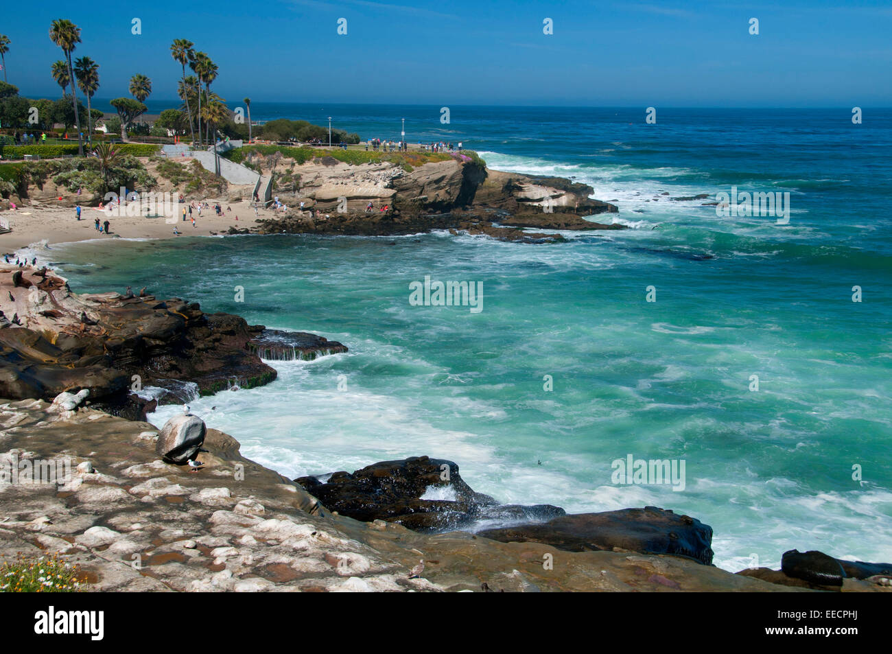 La Jolla Cove, Ellen Browning Scripps Parc Marin, La Jolla, Californie Banque D'Images