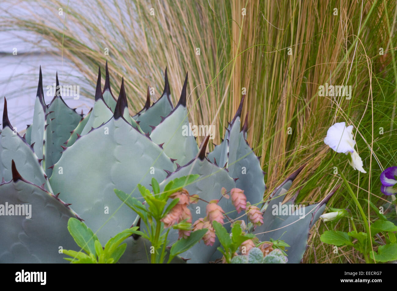 Mescal Agave parryi Agave, Banque D'Images