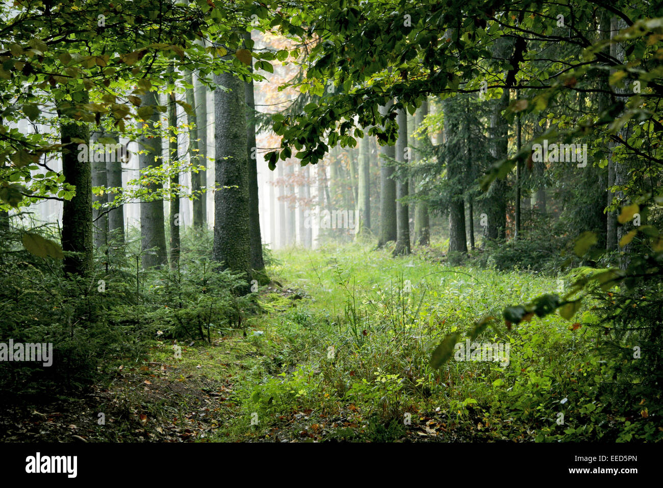 Wald, Baumstaemme Baumstämme Gegenlicht,,, Natur, végétation, Botanik, Pflanzen, Baeume Bäume, Staemme Stämme,,, Sonne, Sonnenst Banque D'Images