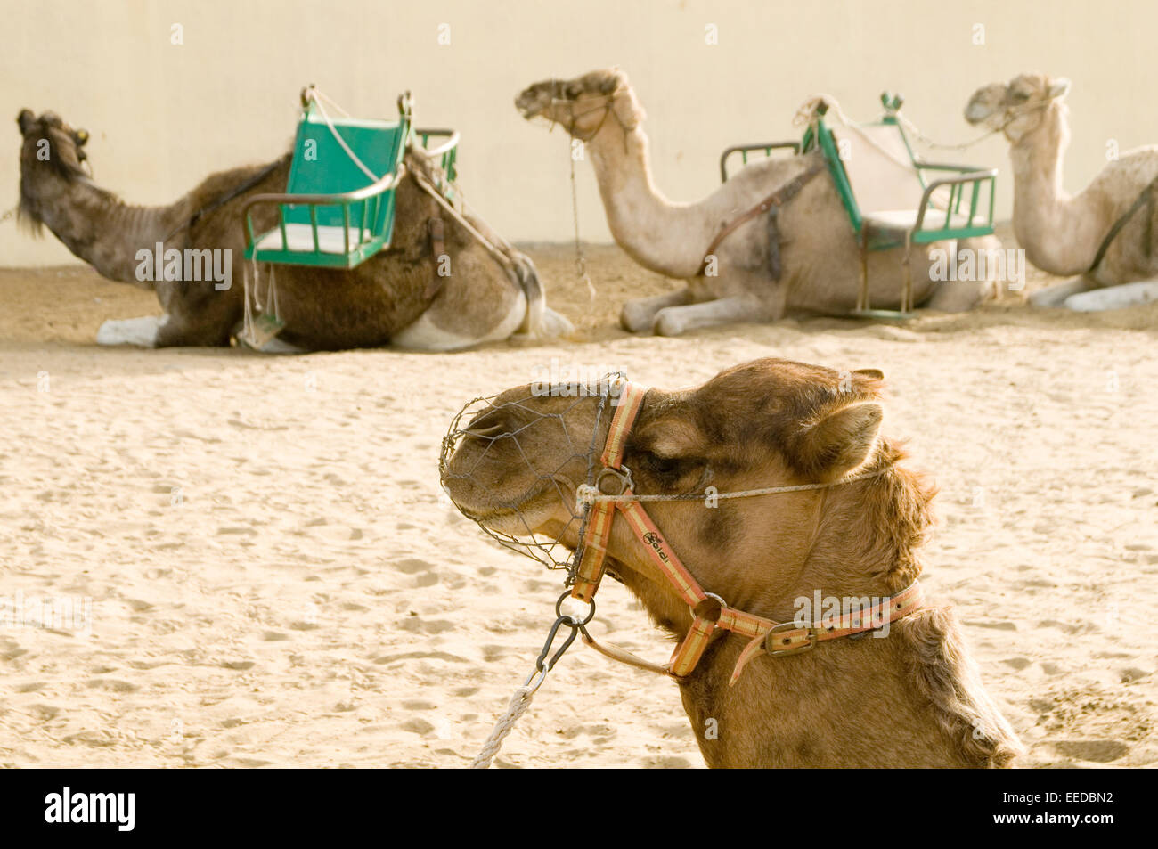 Les chameaux camel ride rides équitation faisceau touristes touristique Banque D'Images