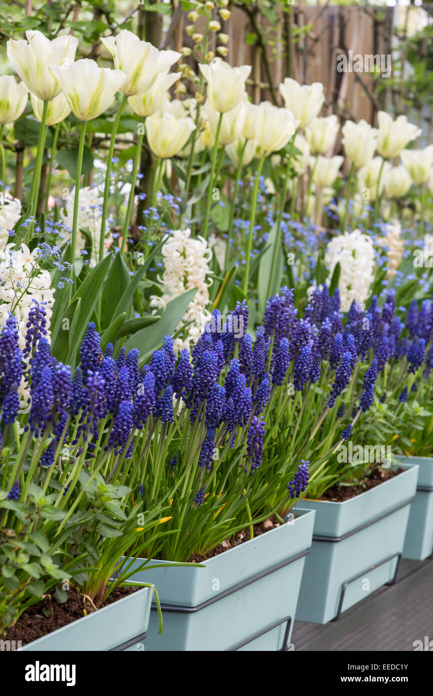 Jardins de Keukenhof au printemps. Conteneur de printemps avec Muscari armeniacum (elephants) et tulipes Banque D'Images