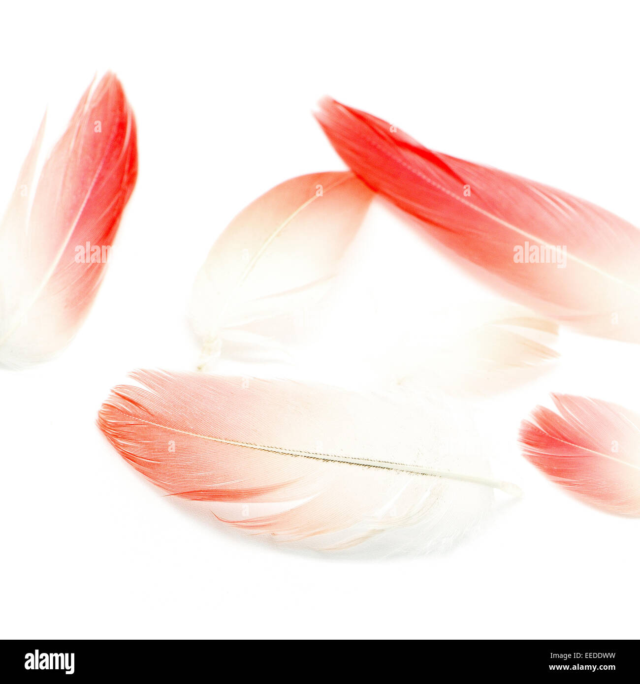 Flamingo feather, isolé sur fond blanc Banque D'Images