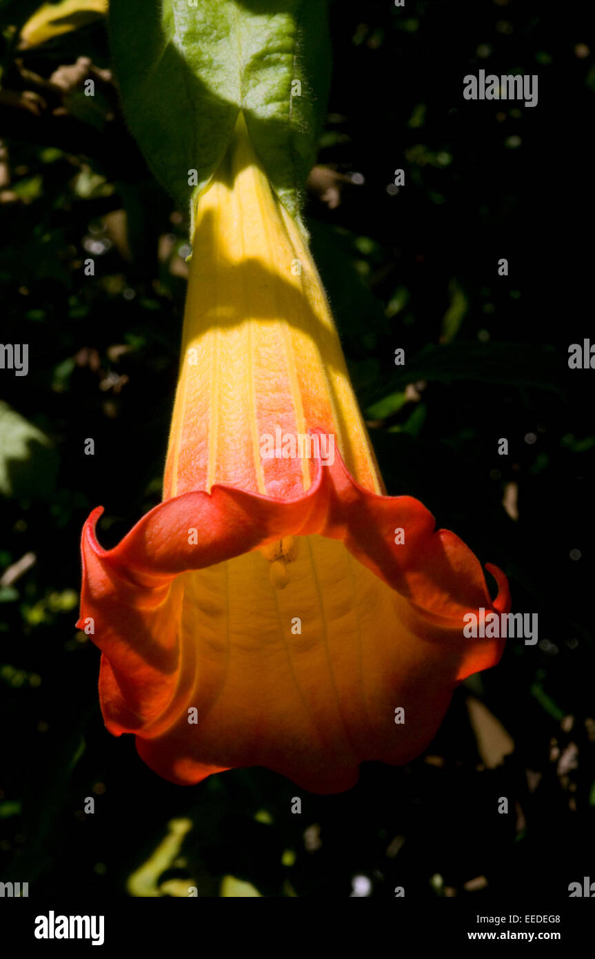 Datura Rouge Jaune Soleil Fleurs En Forme De Trompette Le