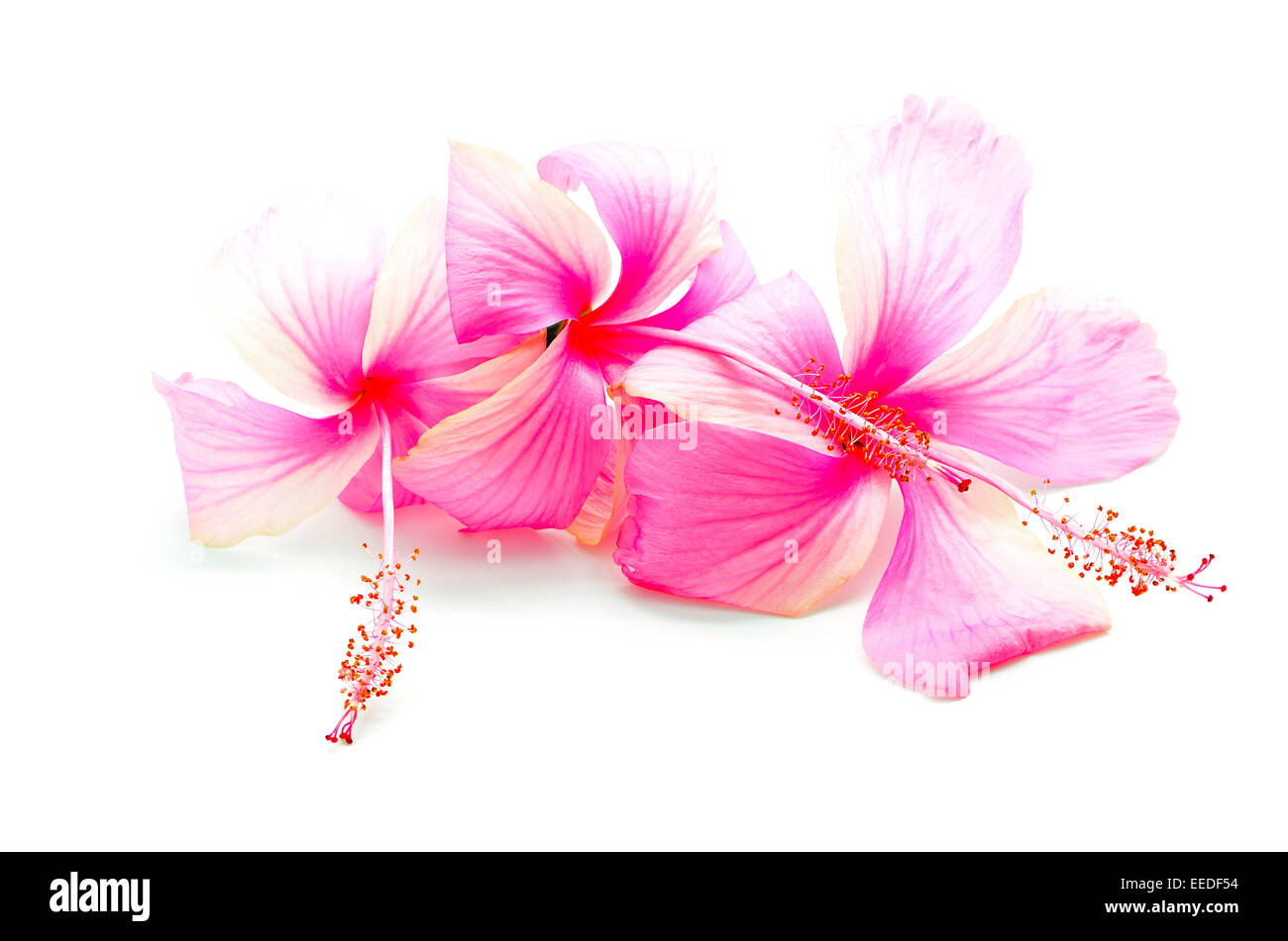 Colorful pink Hibiscus flower, isolé sur fond blanc Banque D'Images