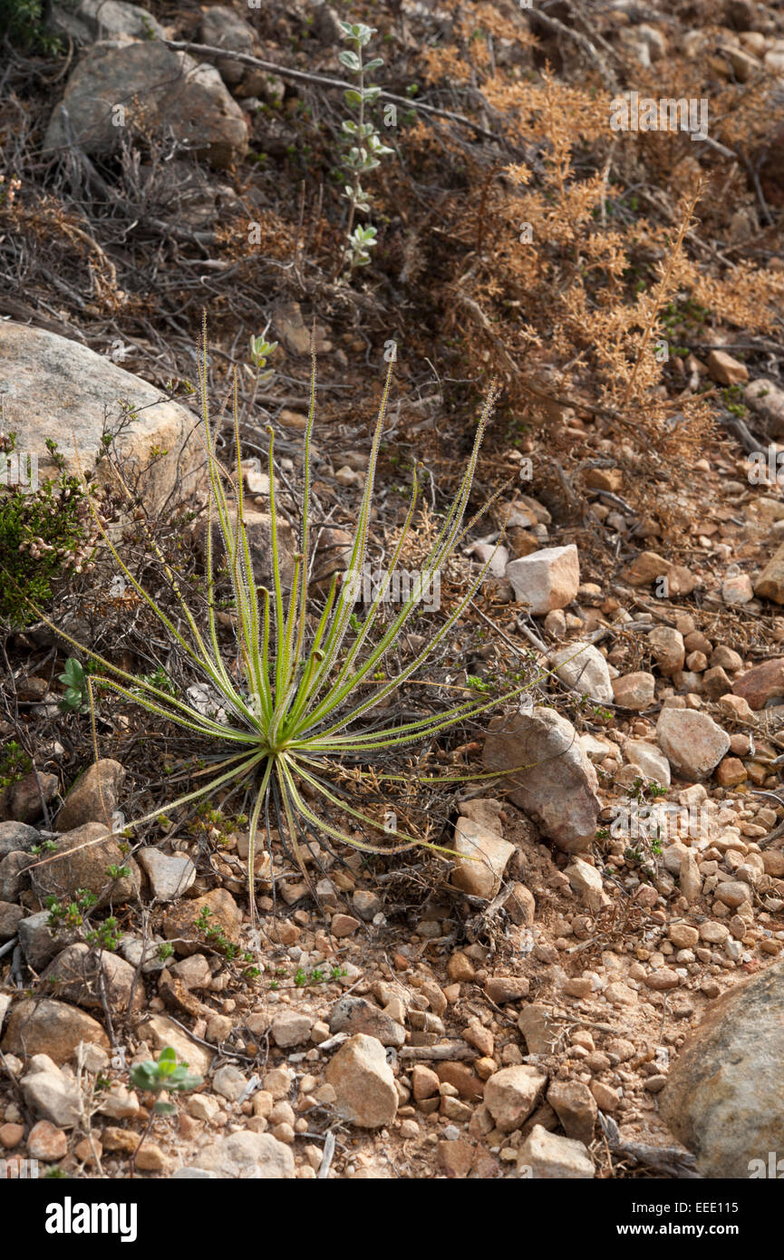 Drosera filiformis croissant sur une colline près de Puerto de Ojén, Province de Cadix, Andalousie, espagne. Banque D'Images