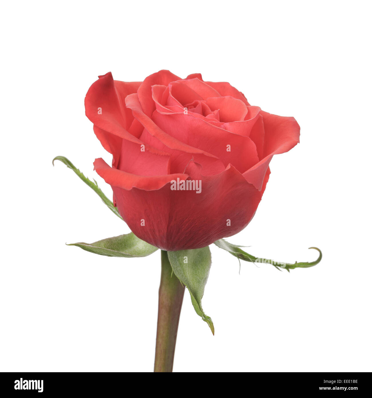 Rose rose unique, isolé sur fond blanc Banque D'Images