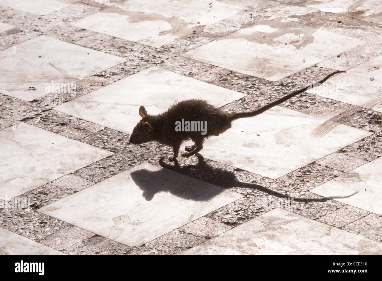 L'Inde, du Rajasthan, Bikaner Deshnoke, Karni Mata, Temple, célèbre pour la population de rat Banque D'Images