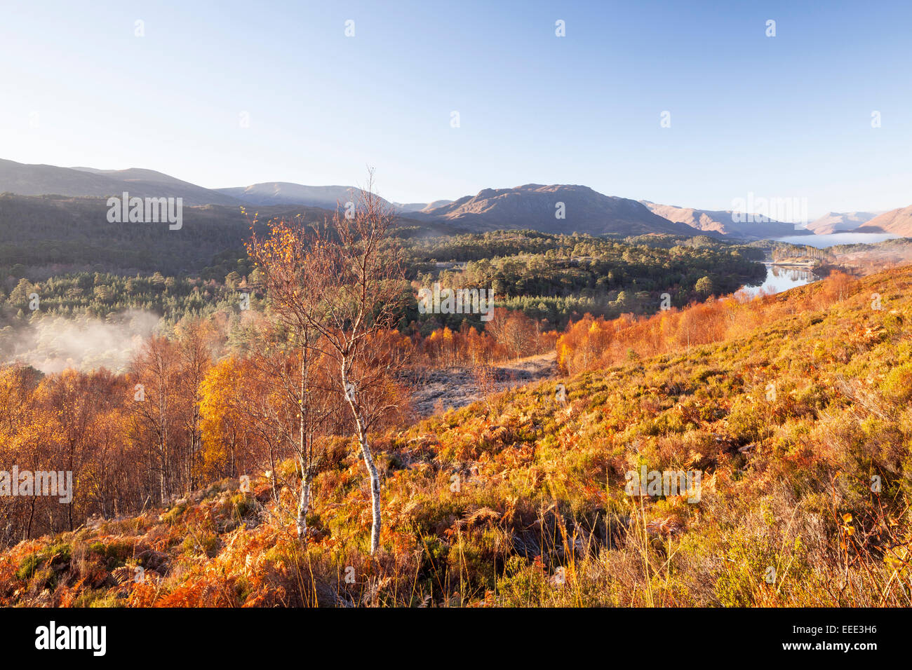 Automne faible de brume à l'aube dans la région de Glen Affric, Highlands, en Écosse. Banque D'Images
