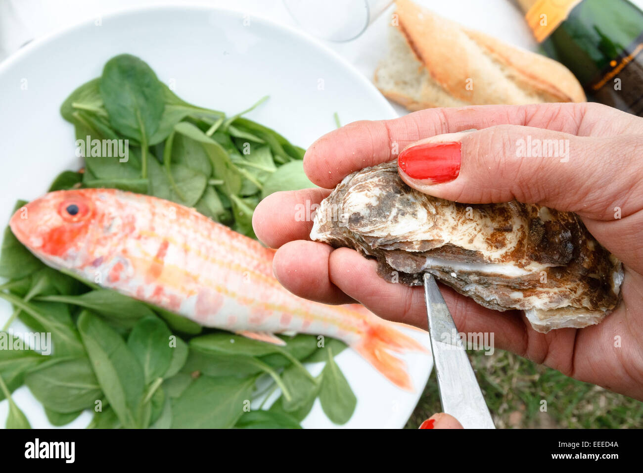 Manger une huître, photo : 12 avril, 2014. Banque D'Images