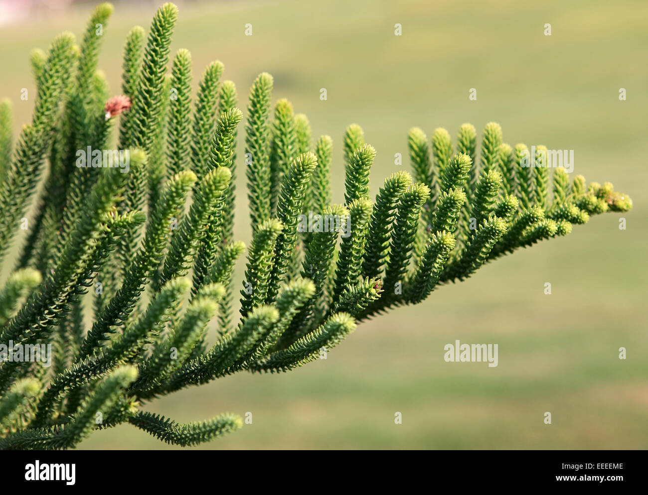 Araucaria excelsa. Banque D'Images