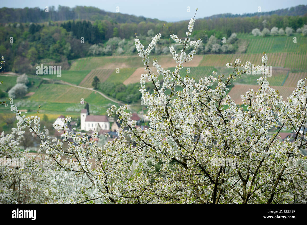 Obereggen, Allemagne, en Kirschbluete pays Markgraefler Banque D'Images
