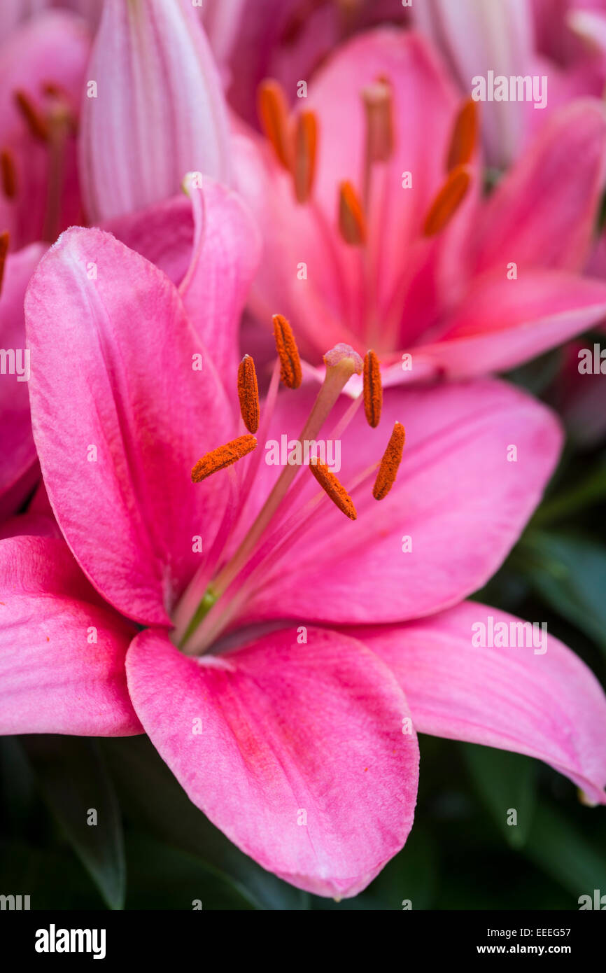 Lillium 'Tiny Toones' Banque D'Images