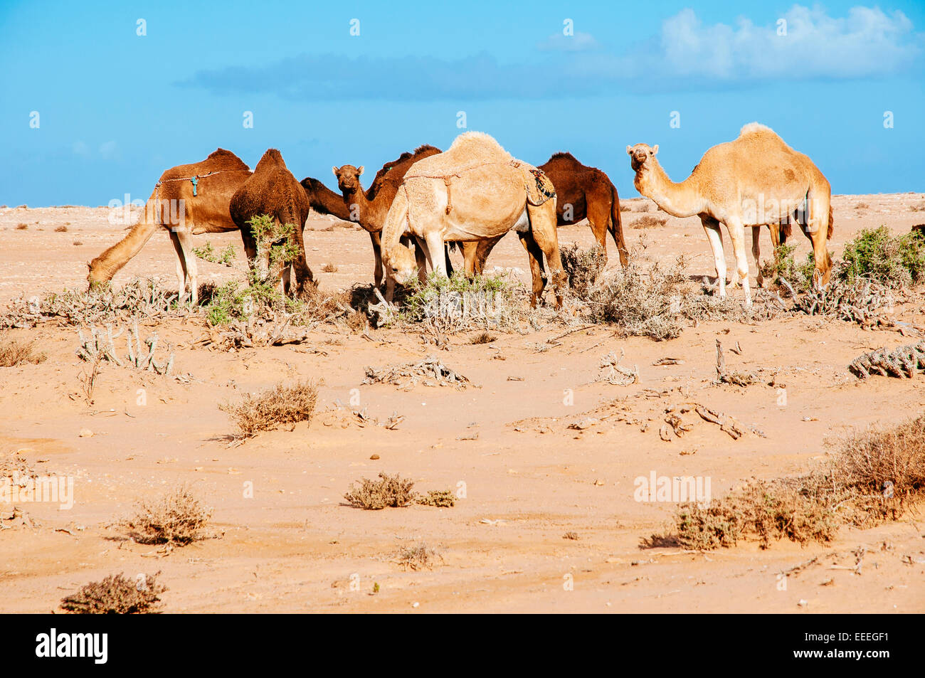 Les chameaux sur la hamada désert, Sahara occidental, Maroc. Banque D'Images