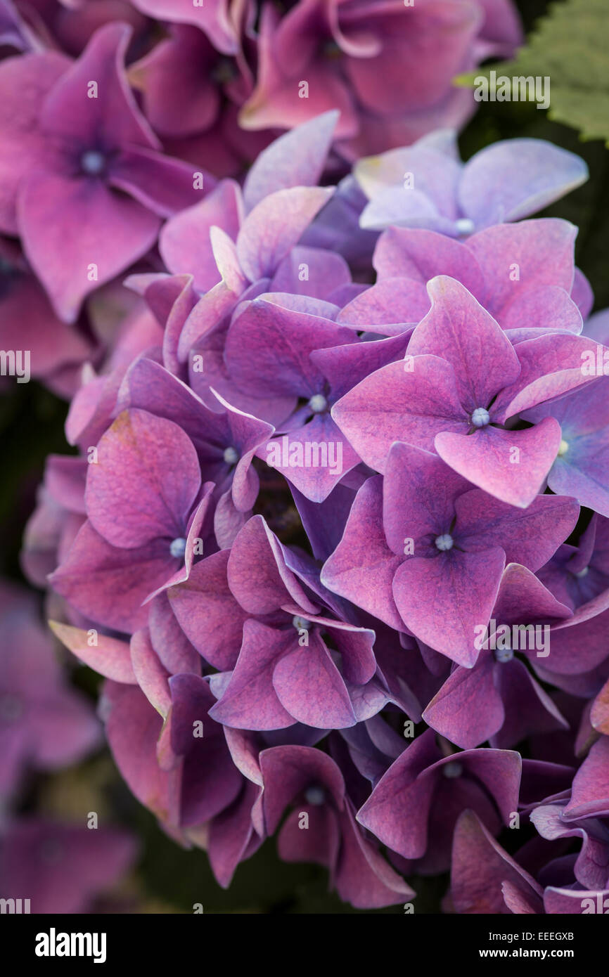 L'Hydrangea 'Early Blue' Banque D'Images