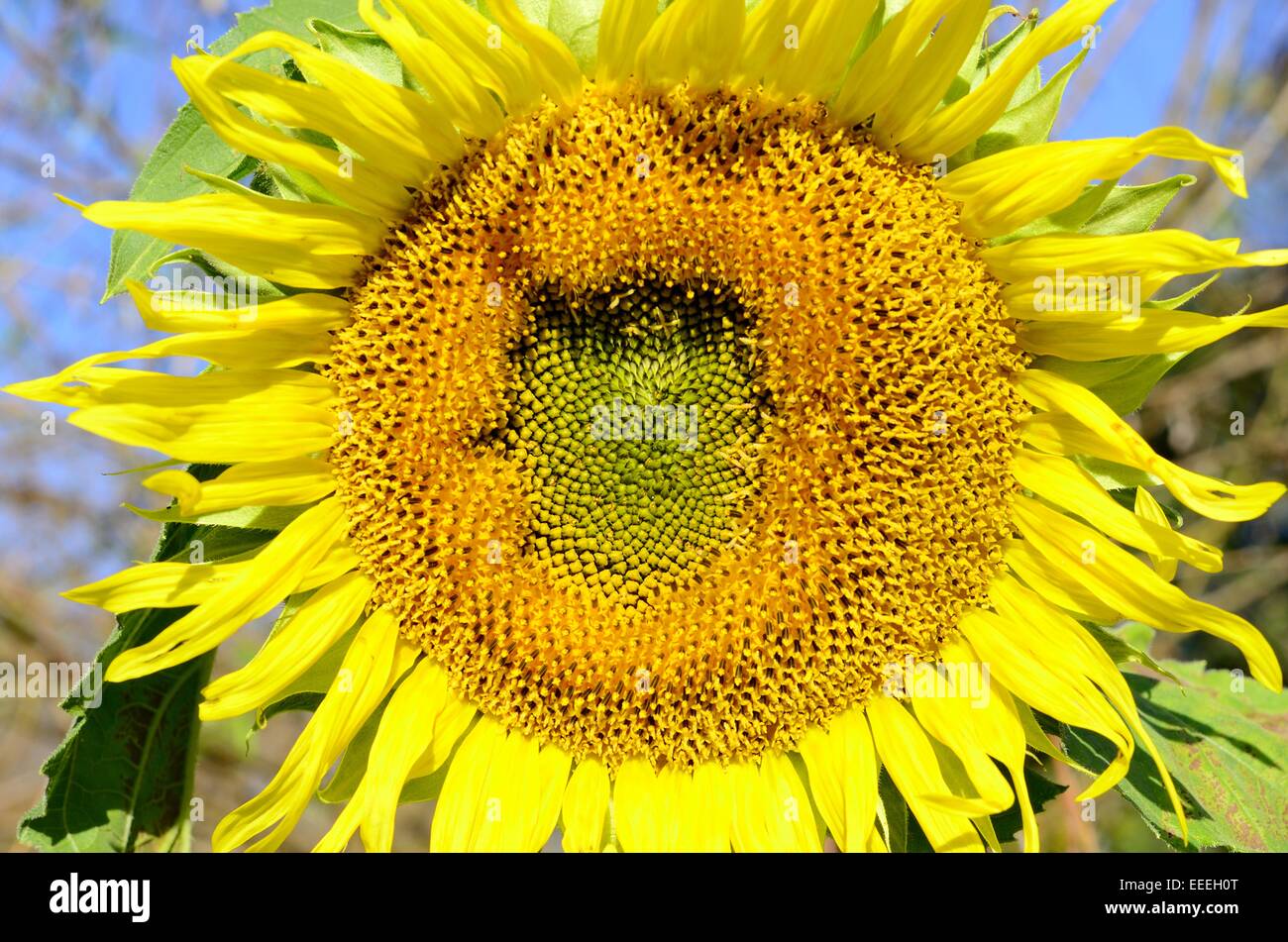 Belle fleur de tournesol (Helianthus annuus) au Thai jardin fleuri Banque D'Images