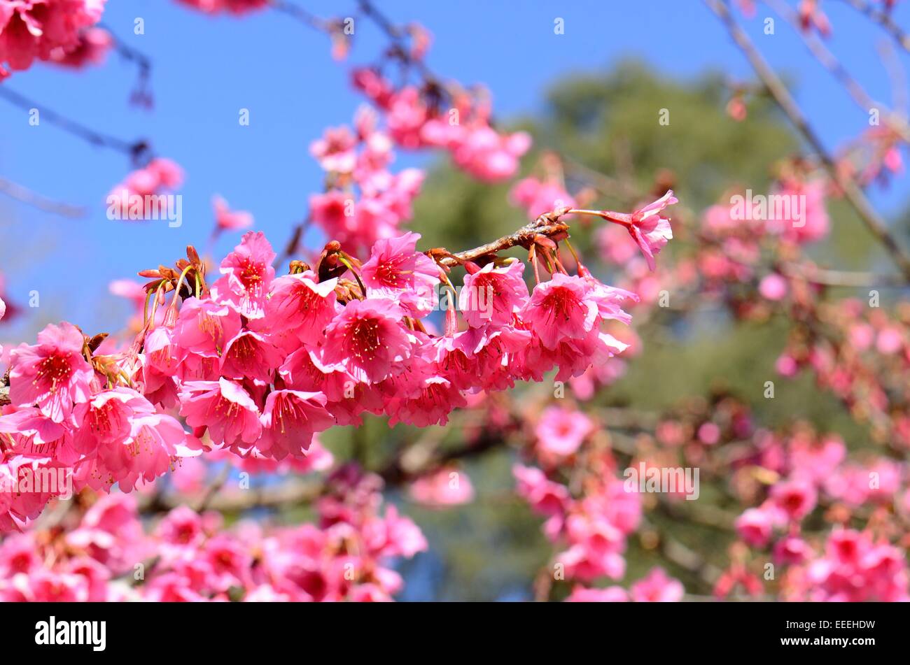 Belle fleur de cerisier himalayen sauvage (Prunus cerasoides) au Thai jardin fleuri Banque D'Images