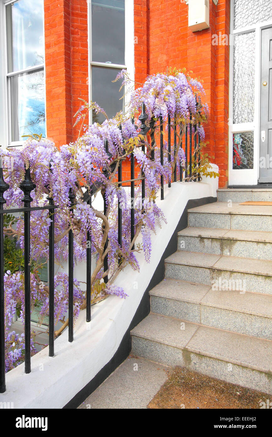 Belles fleurs de glycine à l'extérieur de la chambre sur l'escalier Banque D'Images