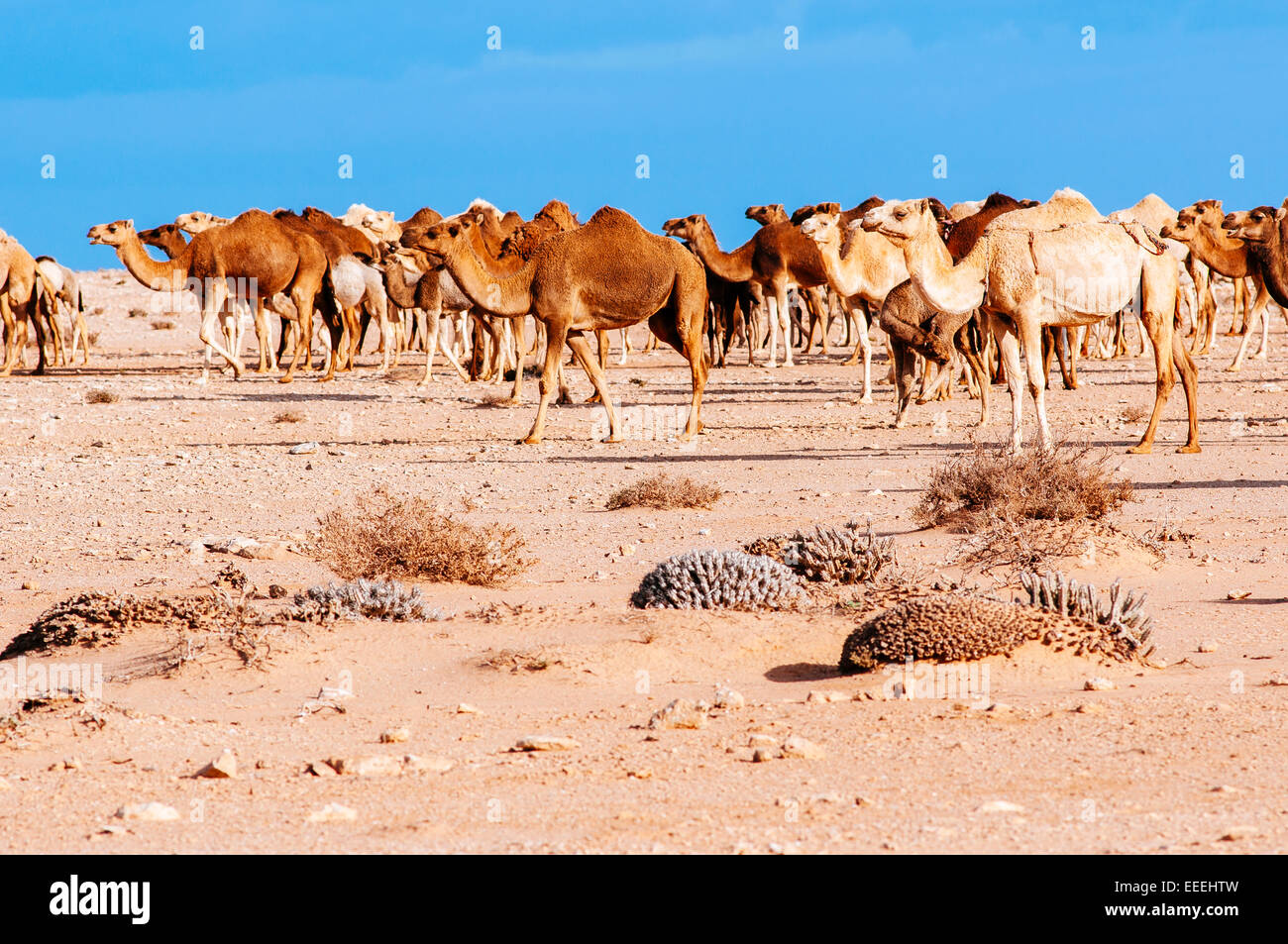 Les chameaux sur la hamada désert, Sahara occidental, Maroc. Banque D'Images