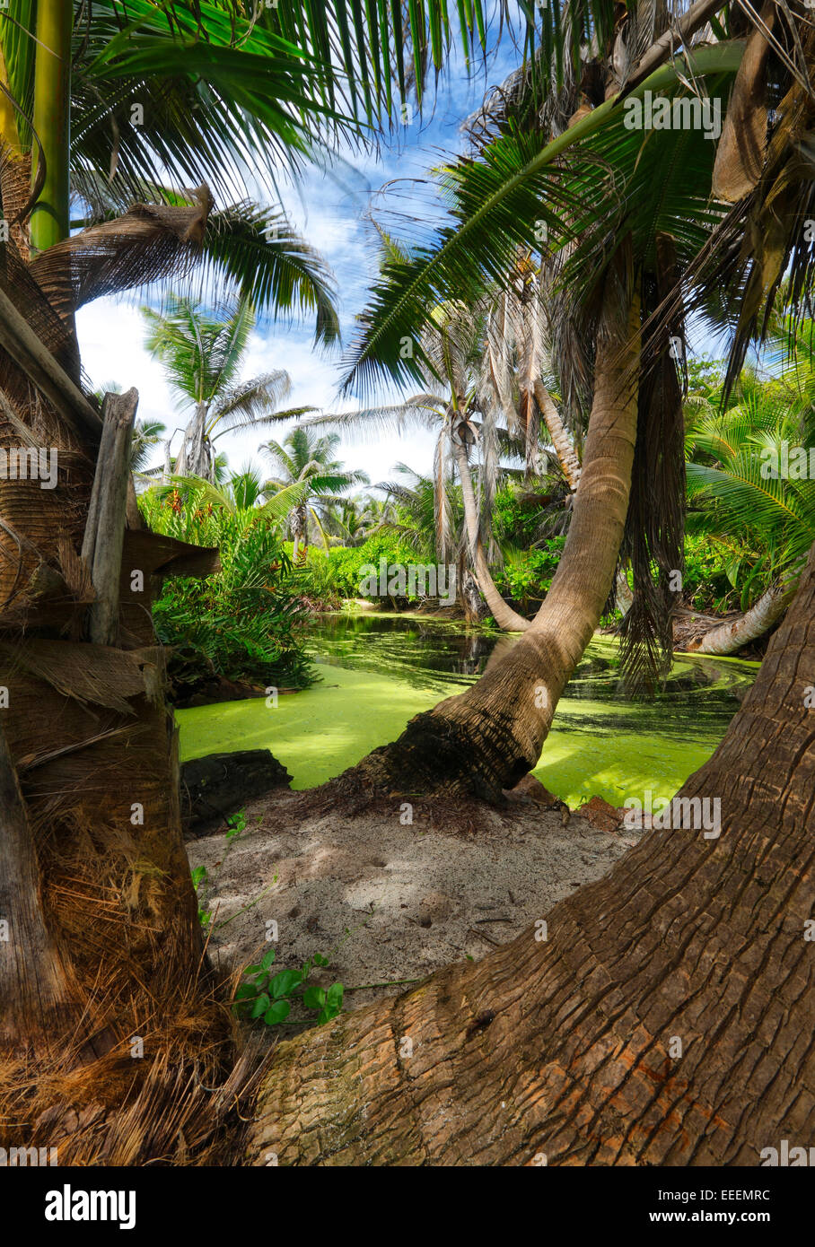 Les forêts tropicales de l'île des Seychelles, La Digue Banque D'Images