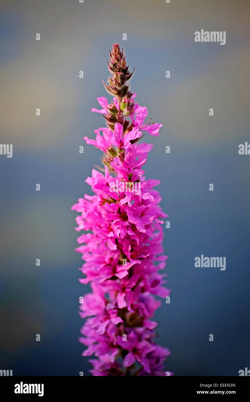 Une seule fleur sauvage La salicaire poussant sur un bord du lac en Irlande Banque D'Images