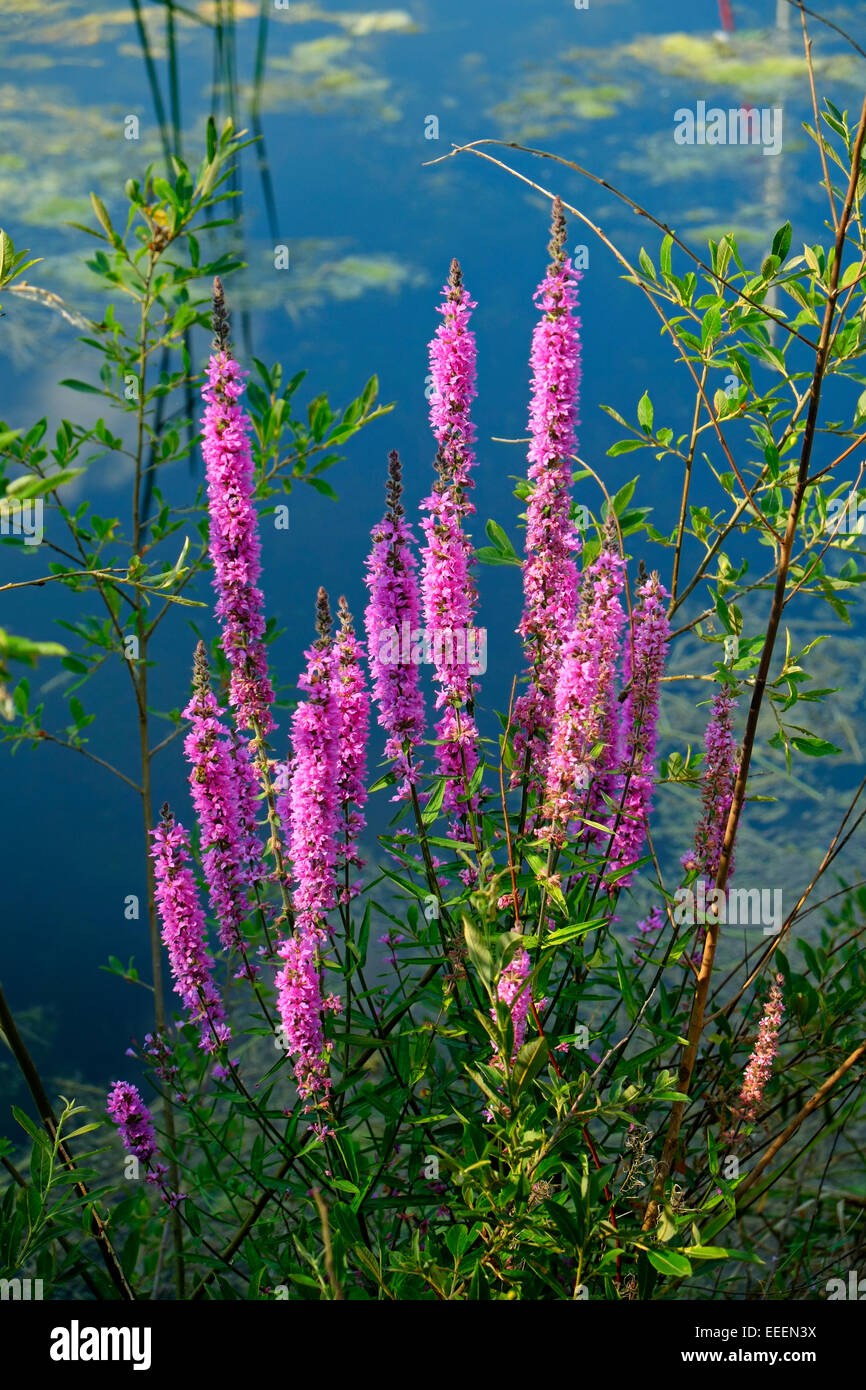 La salicaire Fleurs sauvages sur un bord du lac en Irlande Banque D'Images