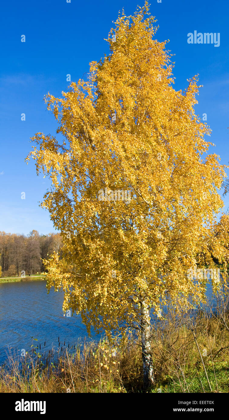 Paysage d'automne - golden birch tree près du lac, vertical Banque D'Images