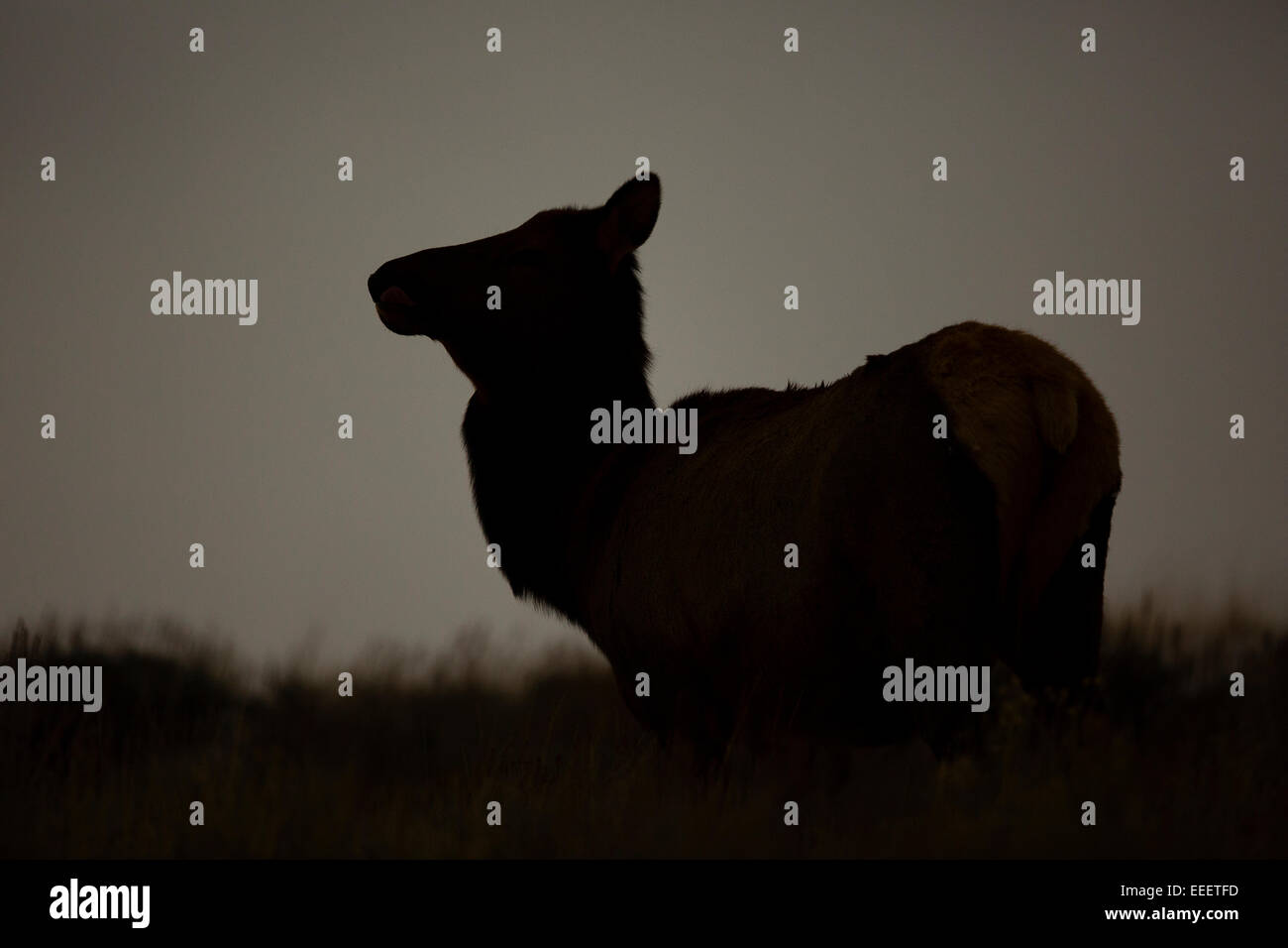 YELLOWSTONE, USA Deer silhouetté contre le ciel tôt le matin. Banque D'Images