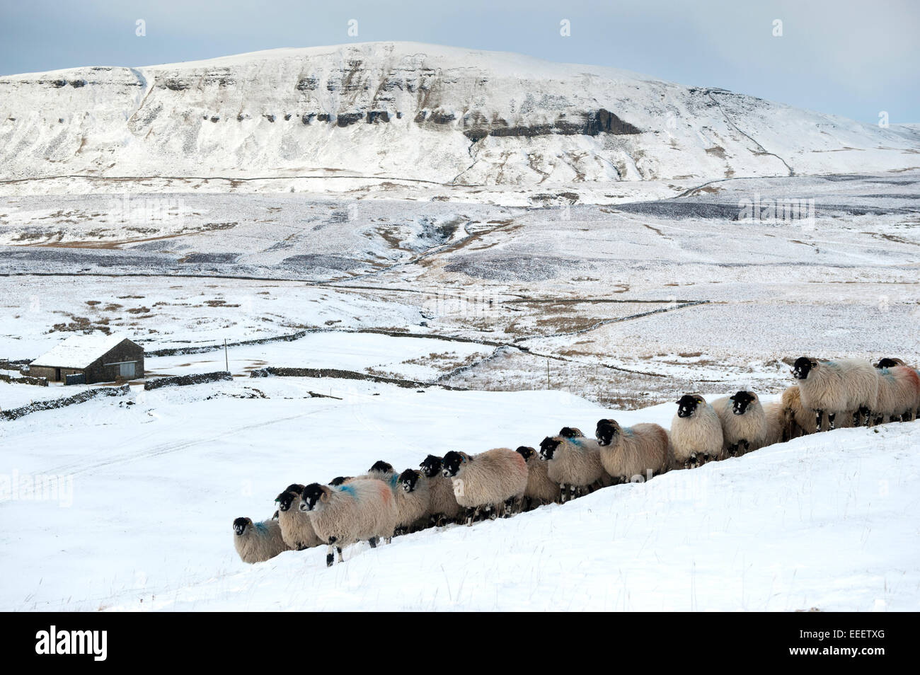 Dalesbred hiver neige moutons paître les brebis farm Banque D'Images