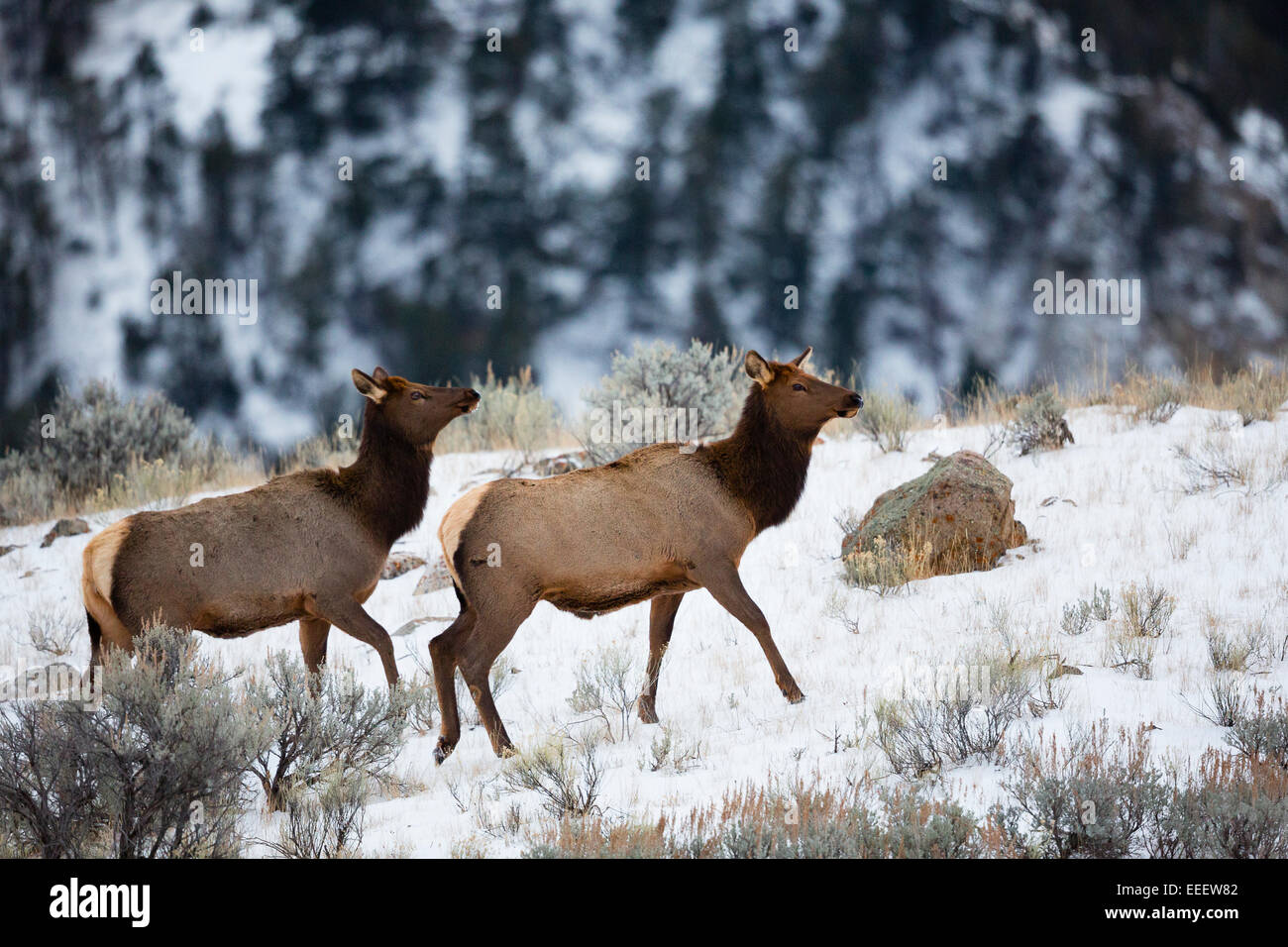 YELLOWSTONE, USA Paire de cerfs dans la neige. Banque D'Images