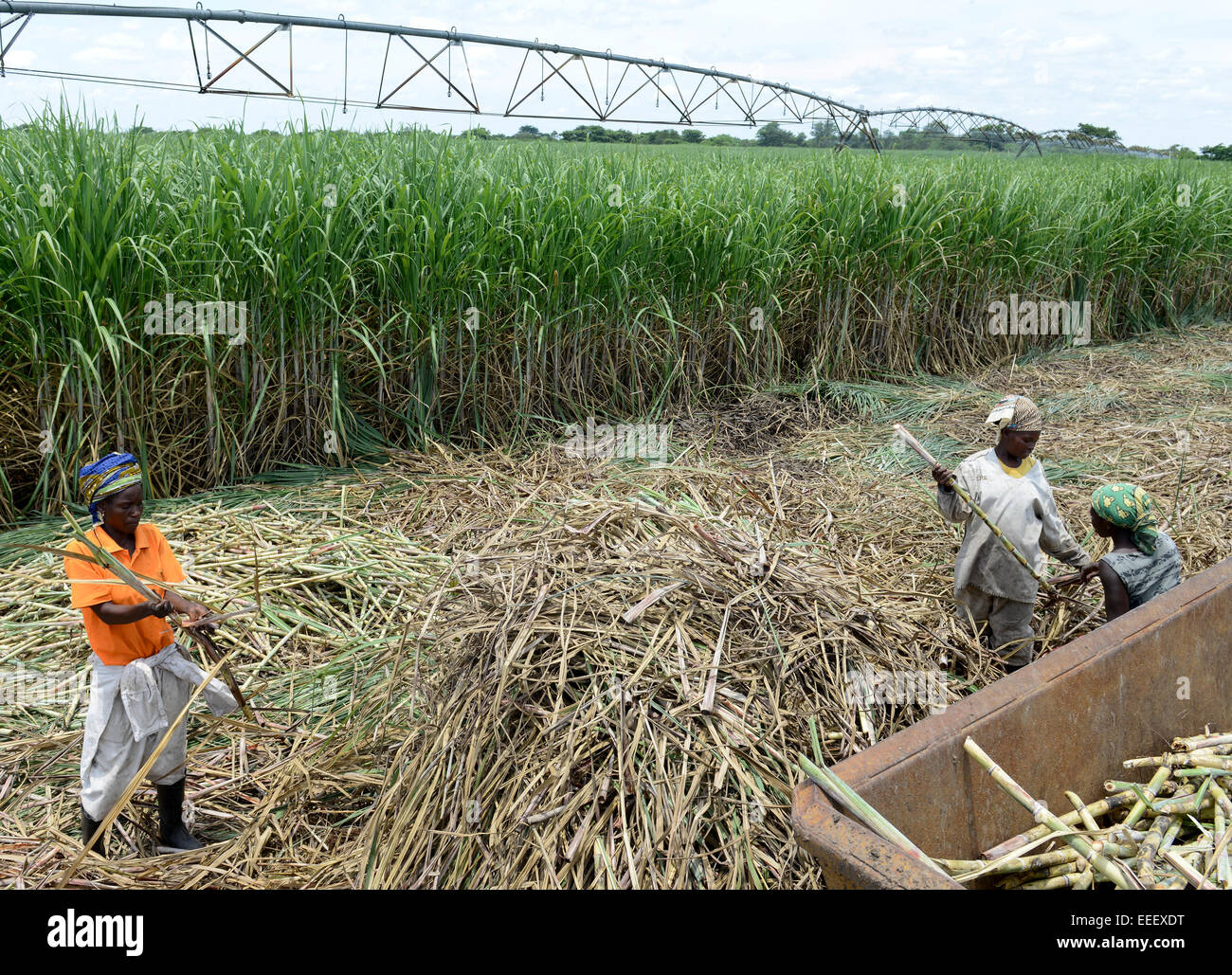 Le MOZAMBIQUE, Lamego, corridor de croissance agricole Beira BAGC, 450 hectares de plantation de canne à sucre de l'entreprise sud-africaine Tongaat Hulett, le sucre est transformé dans une usine de sucre à Mafambisse / MOSAMBIK, Lamego, corridor de croissance agricole Beira BAGC, 450 Hektar Zuckerrohr suedafrikanischen ferme der Firma Tongaat Hulett Banque D'Images