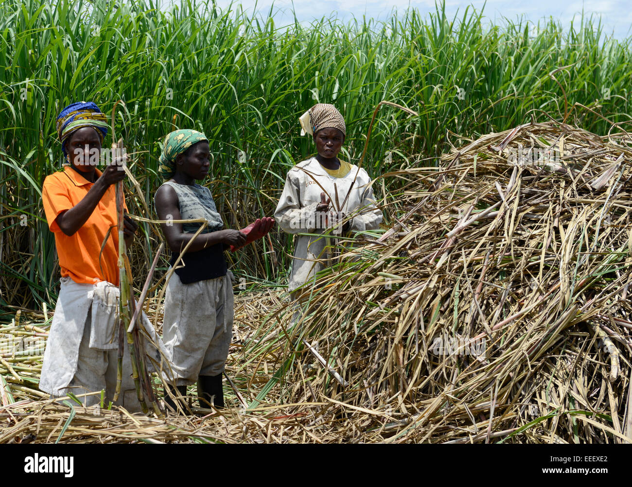 Le MOZAMBIQUE, Lamego, corridor de croissance agricole Beira BAGC, 450 hectares de plantation de canne à sucre de l'entreprise sud-africaine Tongaat Hulett, le sucre est transformé dans une usine de sucre à Mafambisse / MOSAMBIK, Lamego, corridor de croissance agricole Beira BAGC, 450 Hektar Zuckerrohr suedafrikanischen ferme der Firma Tongaat Hulett Banque D'Images