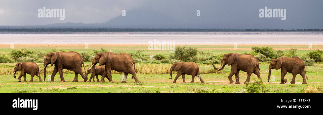 Troupeau d'éléphants au Parc National du Lac Manyara Tanzanie Banque D'Images