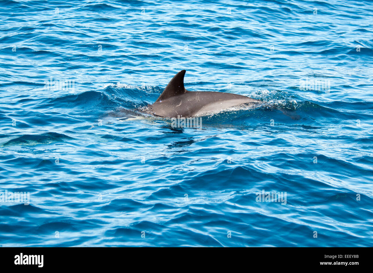 Un court-nage dauphin commun à l'ouest de La Palma dans l'océan Atlantique au large des côtes des îles Canaries. «Delfin Banque D'Images