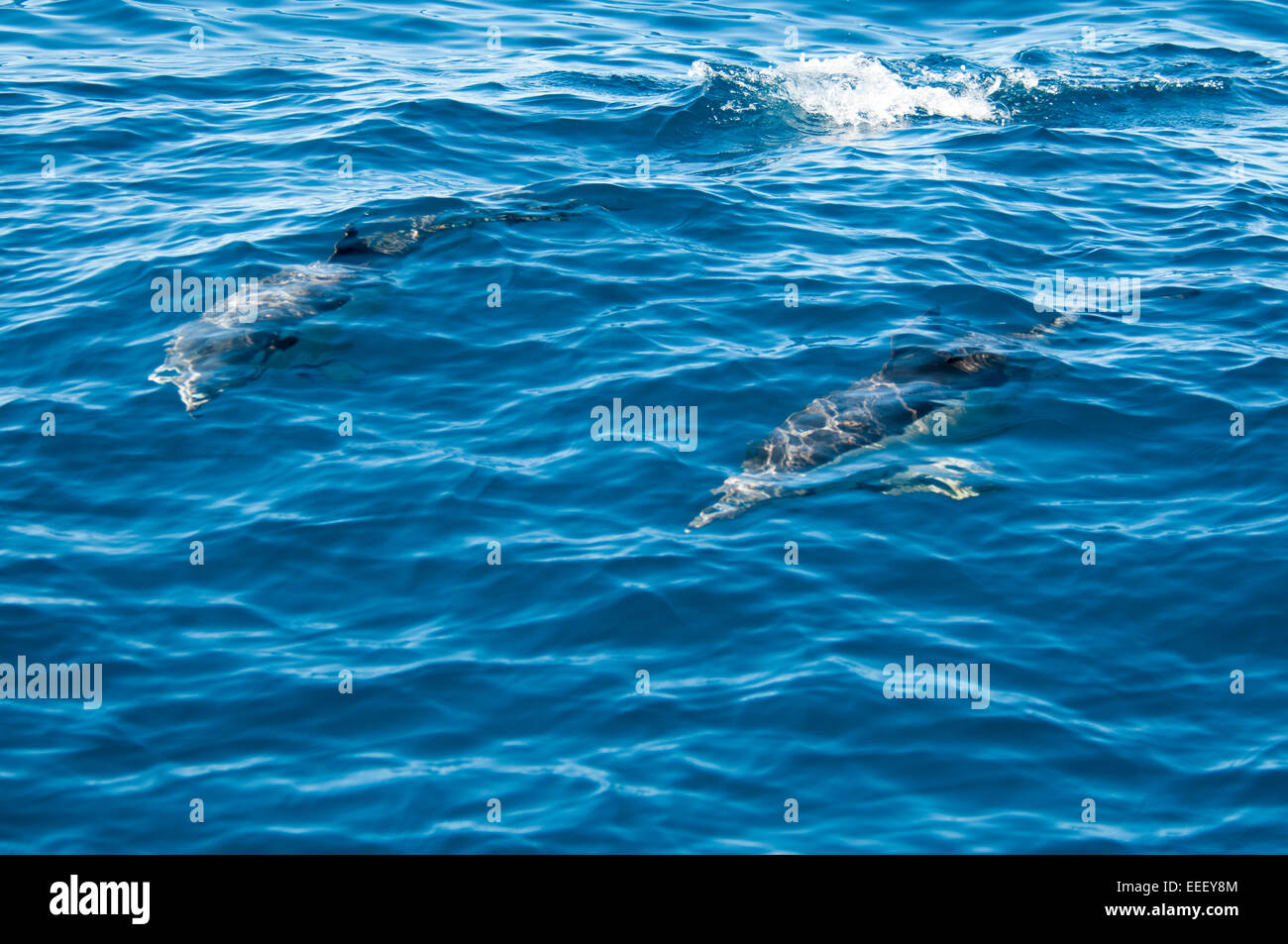 Un court-nage dauphin commun à l'ouest de La Palma dans l'océan Atlantique au large des côtes des îles Canaries. «Delfin Banque D'Images