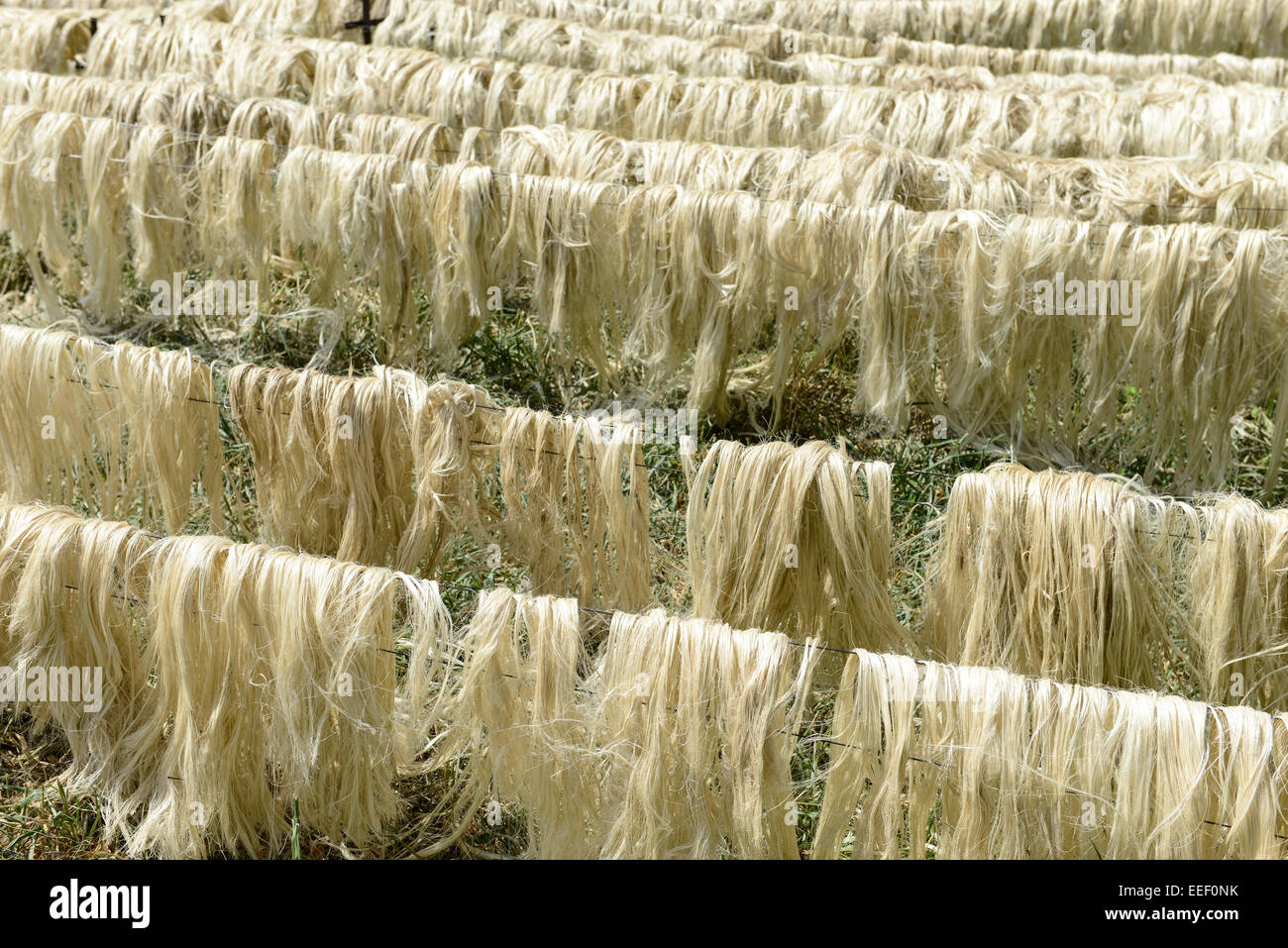 La TANZANIE, Tanga, Korogwe, plantation de sisal, après la récolte et le traitement de la fibre de sisal feuilles sont séchées au soleil Banque D'Images