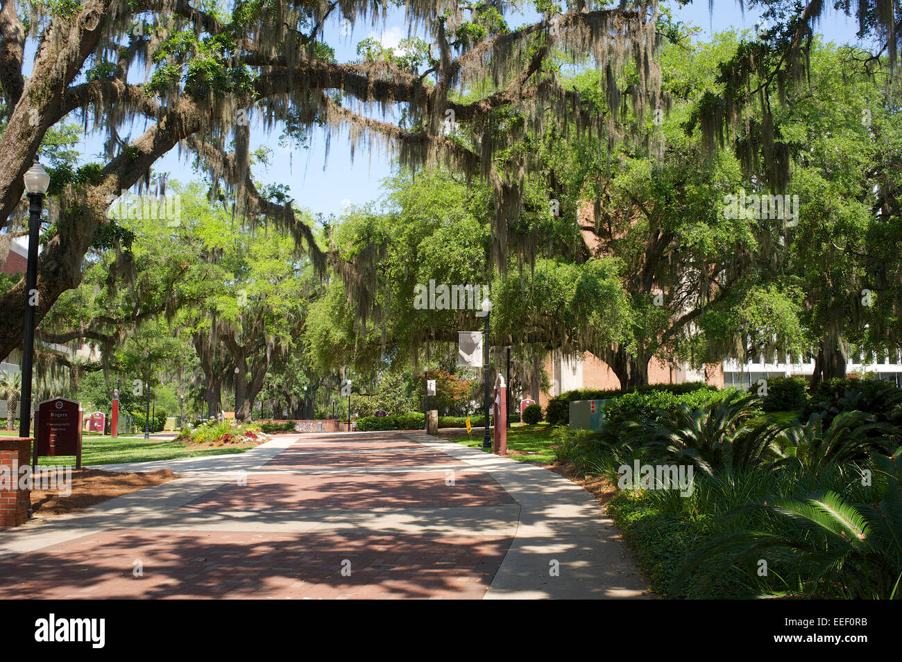 Florida State University Banque D'Images