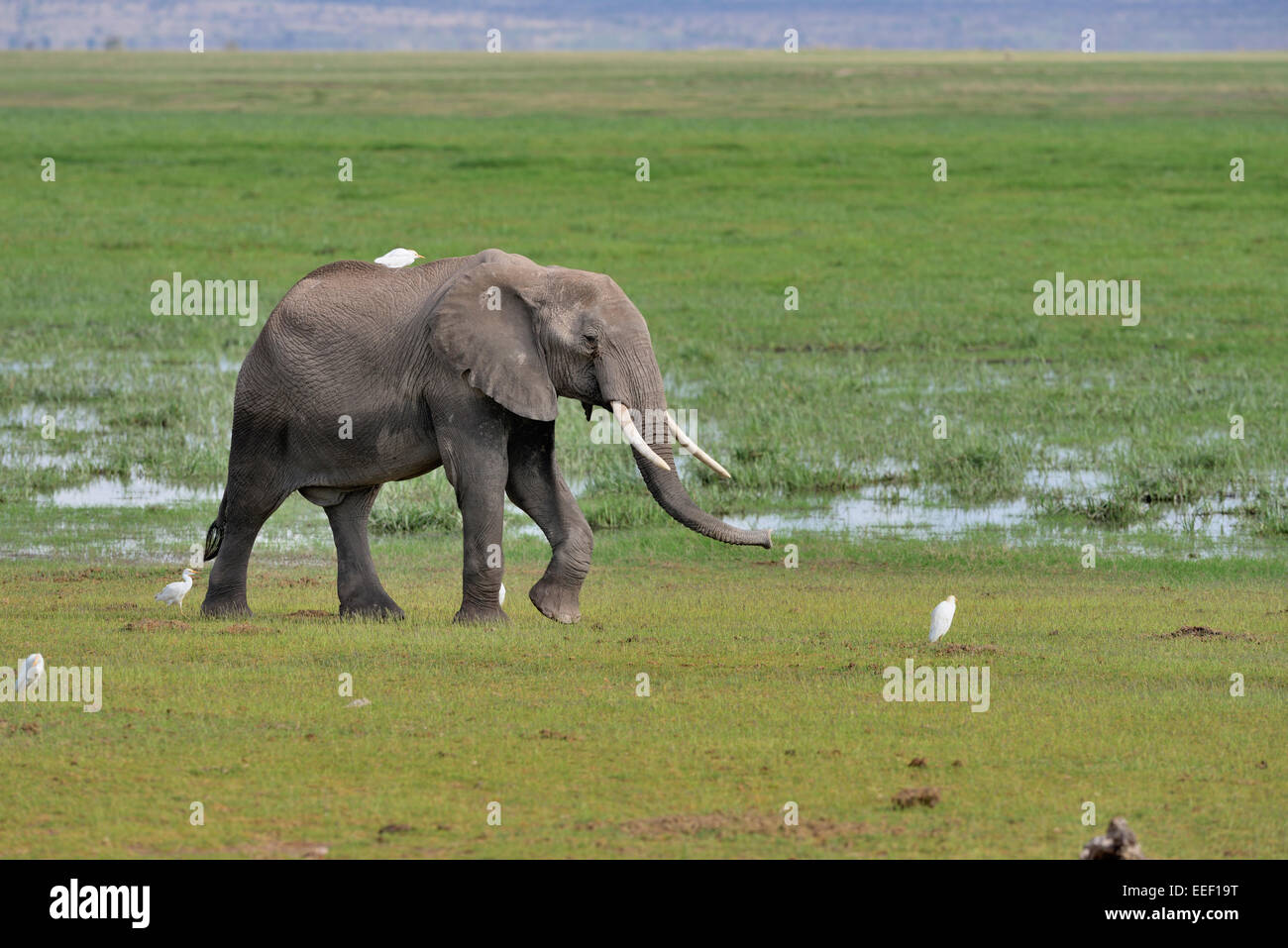 L'éléphant d'Afrique à se nourrir dans un marais à Amboseli, Parc National d'Amboseli Banque D'Images