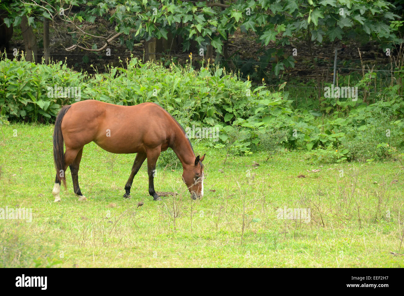 Cheval brun dans des jardins tropicaux de pâturage de la ferme Banque D'Images